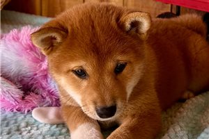 Helen - Shiba Inu for sale
