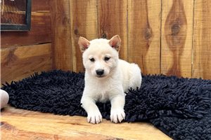 Penny - Shiba Inu for sale