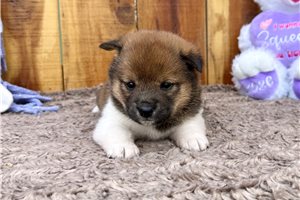 Katherine - Shiba Inu for sale