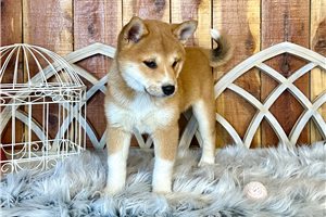 Juri - puppy for sale