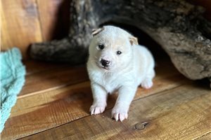 Puck - Shiba Inu for sale