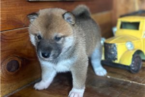 Pawley - Shiba Inu for sale