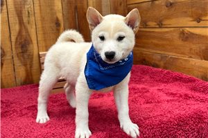 Potter - Shiba Inu for sale