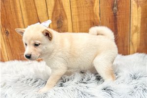 Penny - Shiba Inu for sale