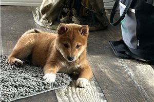 Helen - Shiba Inu for sale
