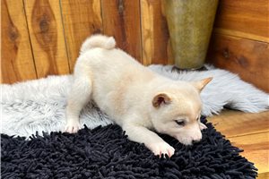 Potter - Shiba Inu for sale