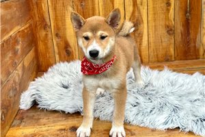 Pongo - Shiba Inu for sale