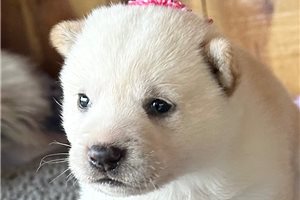 Agatha - Shiba Inu for sale