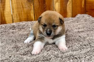 Kehlani - puppy for sale