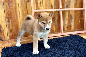 Pongo - Shiba Inu for sale