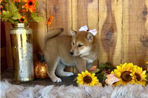 Amelia - puppy for sale