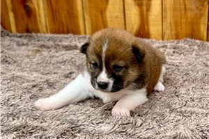 Kingston - Shiba Inu for sale