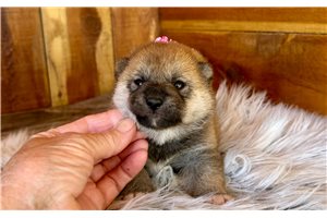 Aggy - Shiba Inu for sale