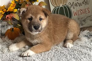 Carissa - Shiba Inu for sale