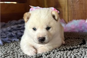 Agatha - Shiba Inu for sale