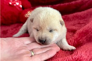 Hayes - puppy for sale