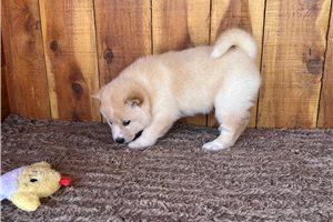 Harvey - Shiba Inu for sale