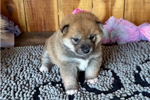 Aggy - Shiba Inu for sale