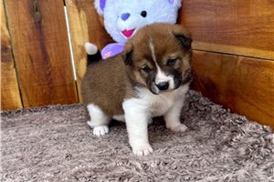 Kingston - Shiba Inu for sale