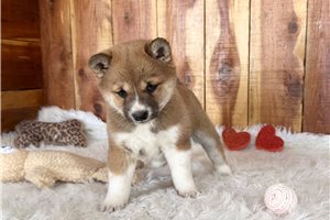 Junna - puppy for sale