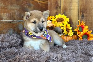 Carissa - Shiba Inu for sale