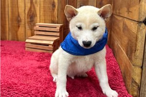 Potter - Shiba Inu for sale
