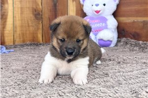 Katherine - Shiba Inu for sale