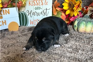 Clyde - Shiba Inu for sale