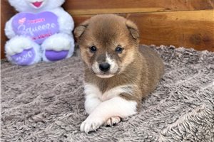 Kinsley - Shiba Inu for sale