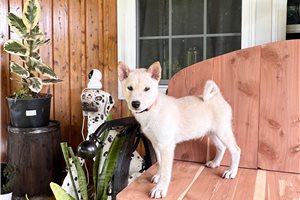 Puck - Shiba Inu for sale