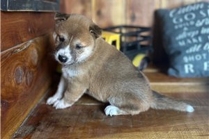 Pongo - Shiba Inu for sale
