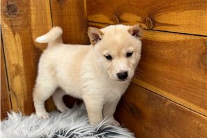 Puck - Shiba Inu for sale