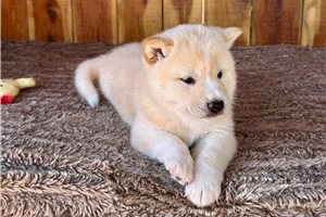 Harvey - Shiba Inu for sale