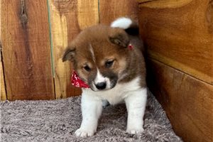 Kingston - Shiba Inu for sale