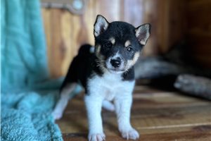 Kaylee - Shiba Inu for sale