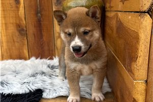Pongo - Shiba Inu for sale