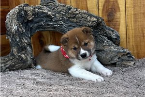 Kingston - Shiba Inu for sale