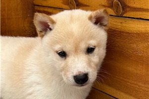 Puck - Shiba Inu for sale