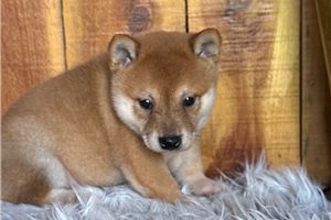 Percy - Shiba Inu for sale