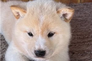 Harvey - Shiba Inu for sale