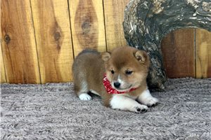Kinsley - Shiba Inu for sale