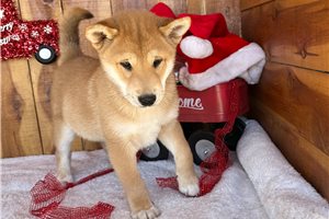 Asher - Shiba Inu for sale