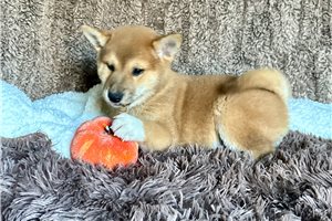 Carissa - Shiba Inu for sale