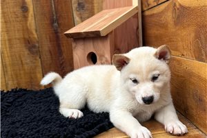 Potter - Shiba Inu for sale