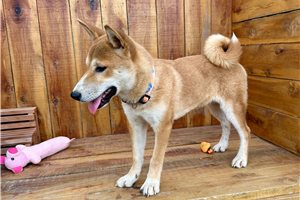 Pongo - Shiba Inu, placed in Jonesboro