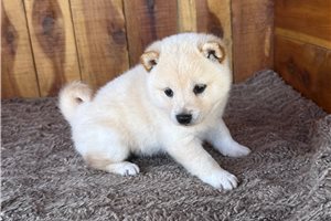 Helda - Shiba Inu for sale