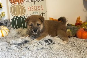 Carissa - Shiba Inu for sale
