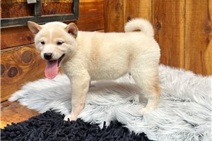 Potter - Shiba Inu for sale
