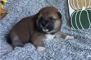 Carissa - Shiba Inu for sale