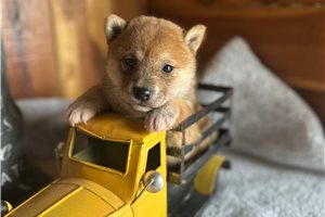 Percy - Shiba Inu for sale